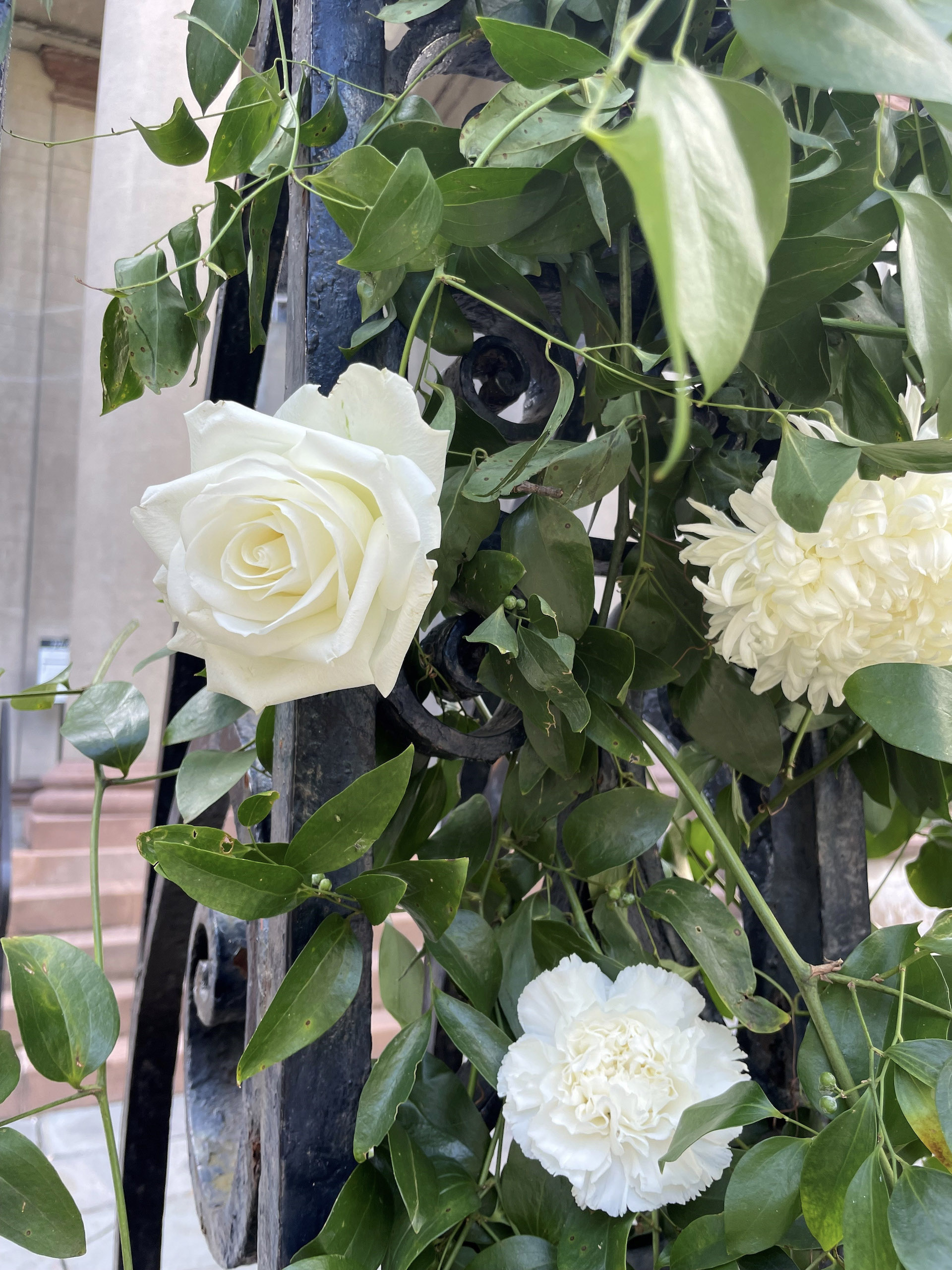 white roses