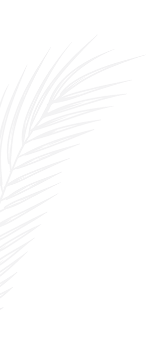 palm frond illustration